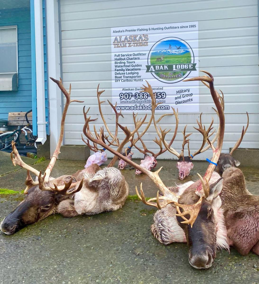 Four massive Caribou racks lined up at the Adak Lodge sign