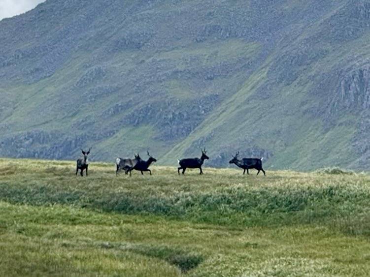 Live herd of Caribou crossing the Adak tundra
