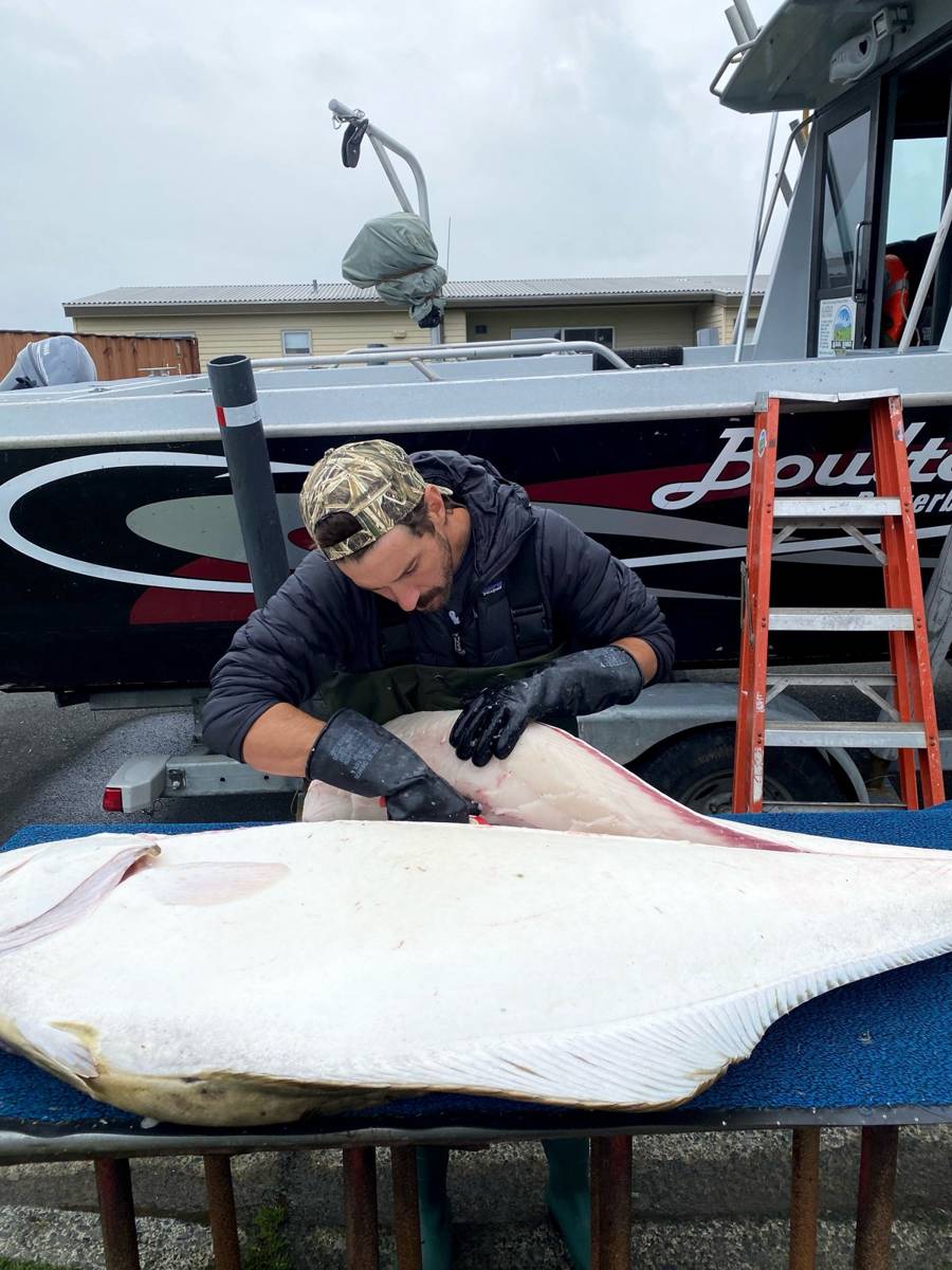 Cleaning a Halibut boatside