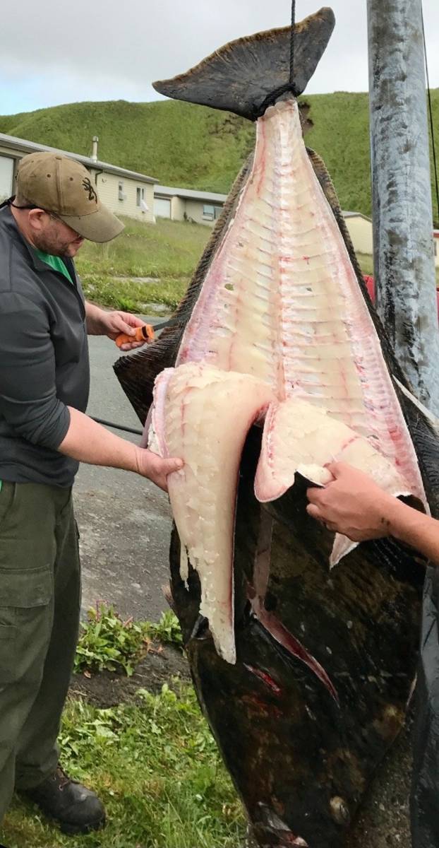 Filleting a fresh Halibut at the dock