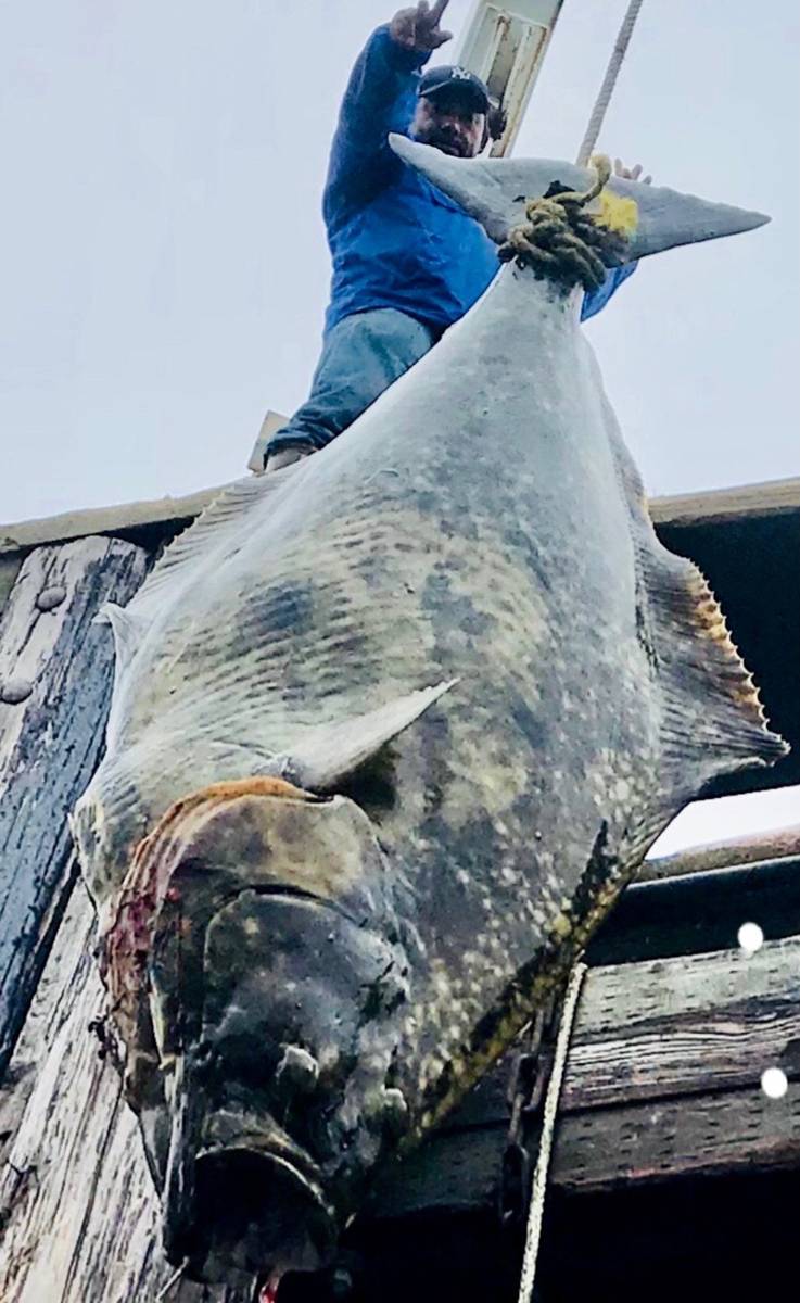 Monster Halibut hanging at the cleaning station