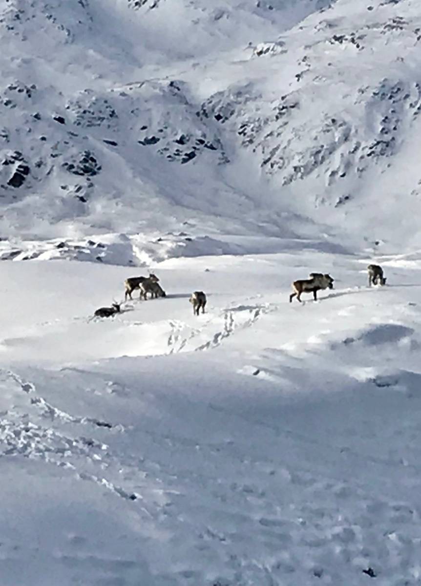 Wild Caribou herd on a snowy Adak mountainside