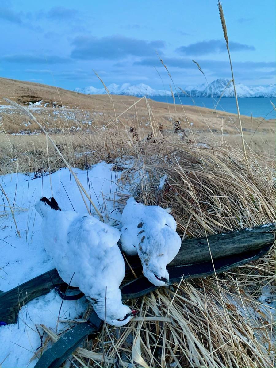 White Ptarmigan on a shotgun in snow with the Adak coast behind