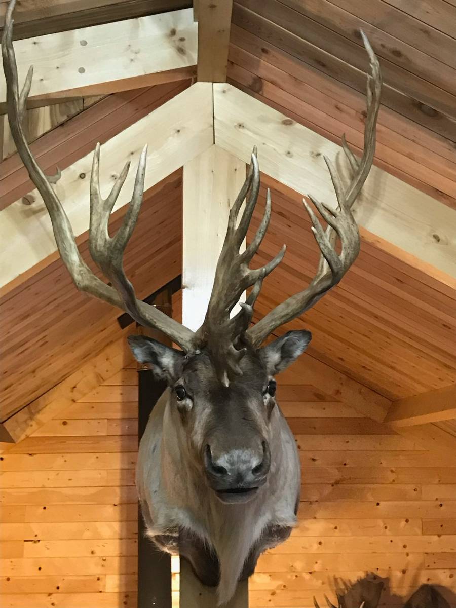 Massive Caribou taxidermy mount in the lodge rafters