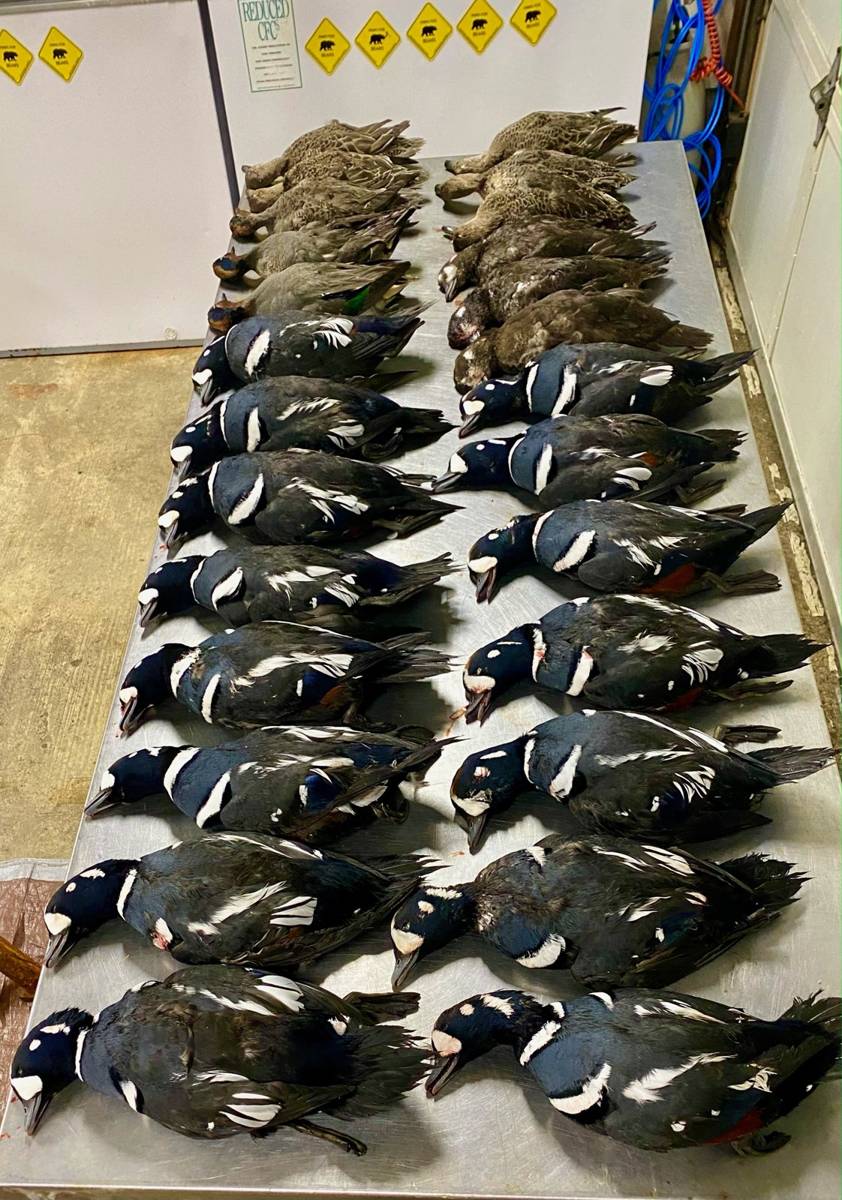 Processing table full of Harlequin drakes from Adak Island